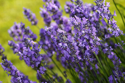 CYBEXIS TLX-7 - Herb Lavender Vera - (2250 Seeds) Seed(2250 per packet)