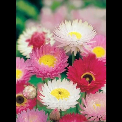 XOLDA Exotic daisy mix Seed(20 per packet)