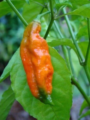 Qualtivate RES-2A WORLDS HOTTEST Naga Bhut Jolokia Cobra Chilli Seed(300 per packet)