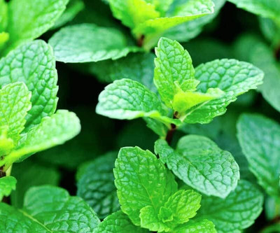 LPR PUDINA,MINT Seed(100 per packet)
