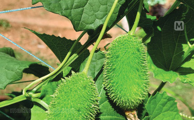 ibains Boda kakara seeds Seed(22 per packet)