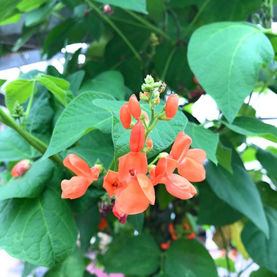 CYBEXIS Runner Bean Seeds 'Enorma' Variety800 Seeds Seed(800 per packet)