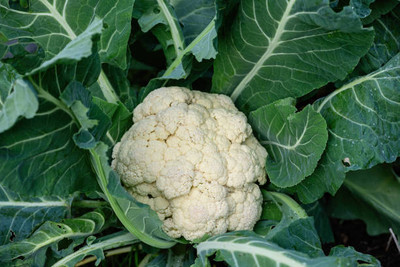 RDK white cauliflower,gobhee seeds Seed(13 per packet)