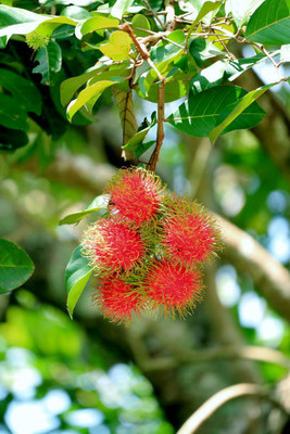 MAA LITCHI,LICHEE,LYCHEE Seed(11 per packet)