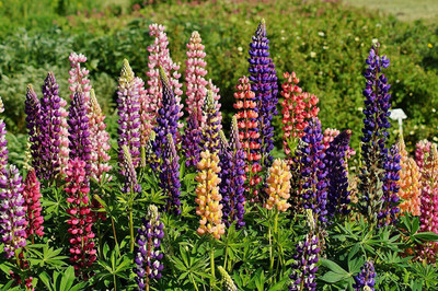 CWAN Russell Lupine Flower Plant Seed(50 per packet)