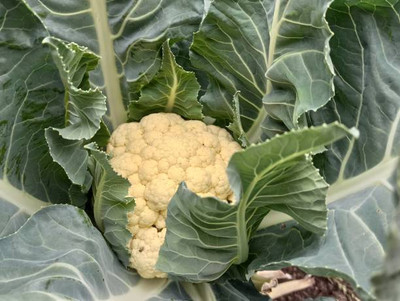 Kesariwala white cauliflower,gobhee seeds Seed(14 per packet)
