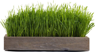VibeX VXI-36 - Premium Hard Red Winter Wheat - (22500 Seeds) Seed(22500 per packet)
