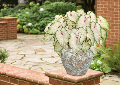Pbevergreen caladium beautiful flower hybrid seeds 1-packet Seed(70 per packet)
