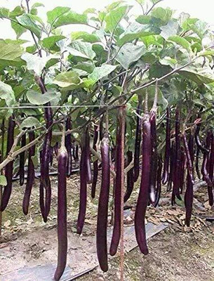 Biosnyg CHINESE BRINJAL PURPLE LONG ( Seeds) Seed(2000 per packet)