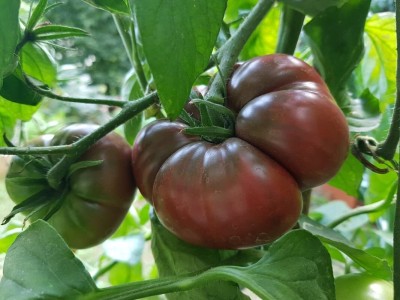 Aywal Tomato - Black Cherry Seed(550 per packet)