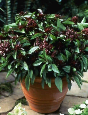 VibeX PAU-62 - Thai Siam Queen Basil - (4500 Seeds) Seed(4500 per packet)