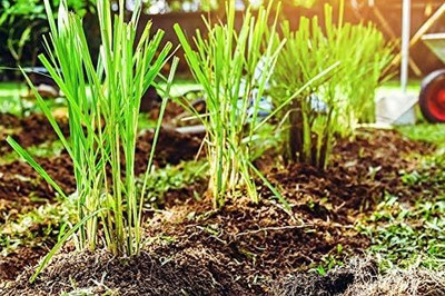 Qualtivate LX-12 Silky Head Lemon Grass Seeds Seed(500 per packet)
