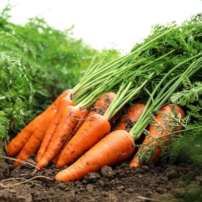 Aywal carrot Seed(40 per packet)