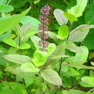 EasySeeds Shyama Tulsi, Krishn Tusli, Dark Holy Basil, Ocimum tenuiflorum Seed(100 per packet)