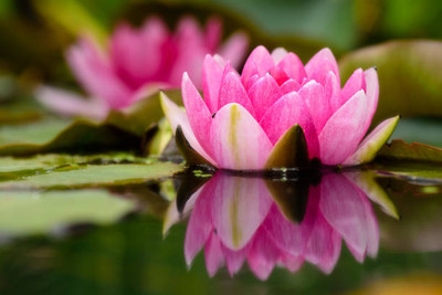 SS ONLINE lotus,kamal gatta Seed(10 per packet)