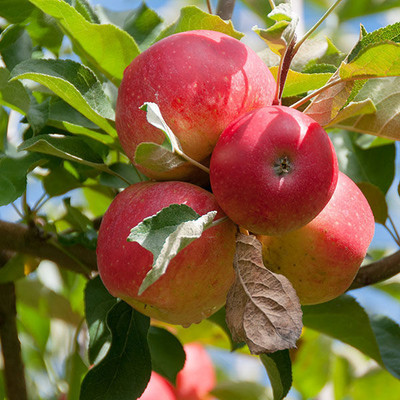 Flipkart SmartBuy Apple Fruit Seed(30 per packet)