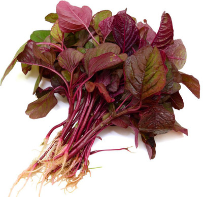 Greenery Live Seeds Red Amaranth Seed(500 per packet)