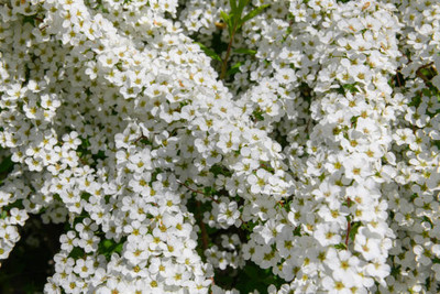 XOLDAA gypsophila flower Seed(25 per packet)