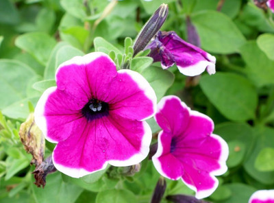 Quentova Pink Petunia Flower-HQ-6M Seed(75 per packet)