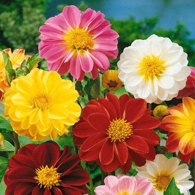 CYBEXIS ATS-50 - Dahlia Unwin Bedding - (60 Seeds) Seed(60 per packet)