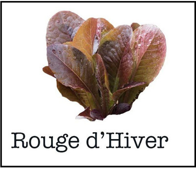 CYBEXIS Rouge d'Hiver Romaine Lettuce2000 Seeds Seed(2000 per packet)
