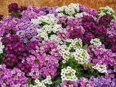 ACCELCROP Sweet Alyssum Seed(100 per packet)