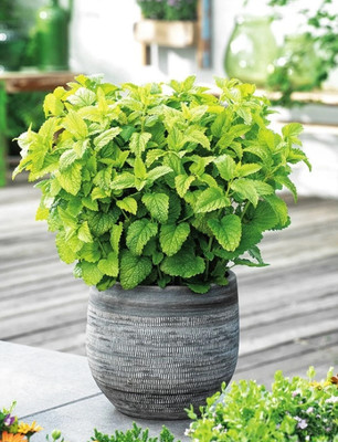 CEZIUS Herb Seeds For Home Garden - Lemon Balm Herb Seed(100 per packet)