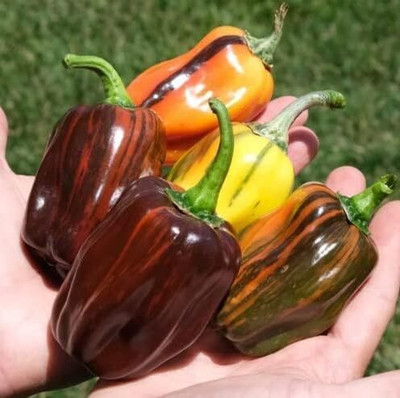KNESSiN Chocolate Cherry Pepper Seeds for Terrace Gardening-(600 Seeds) Seed(600 per packet)