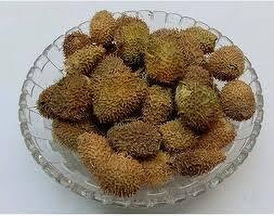 TRADINGSPHERE Bindaal Doda - Devdali - Bandal Phal - Thorn Gourd - Luffa Echinata Seed(100 g)
