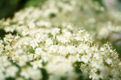 MAA gypsophila flower Seed(200 per packet)
