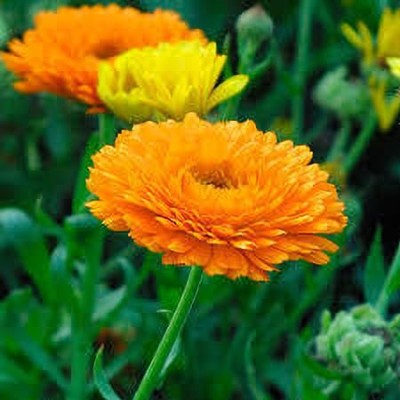 greenfarm Calendula Mixed seeds Pure organic C67 Seed(85 per packet)