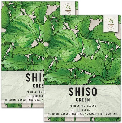 CYBEXIS LXI-39 - Green Shiso (Perilla) - (2250 Seeds) Seed(2250 per packet)