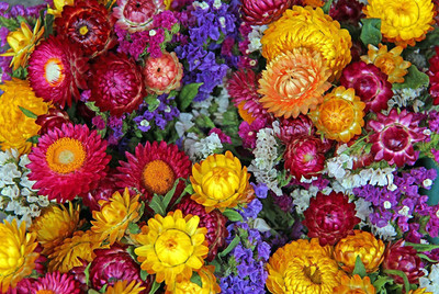 KANAYA Helichrysum Flower Seed, Straw Flower Seed(40 per packet)