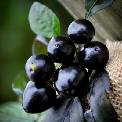 Biosnyg Open-Pollinated Black Pearl Hot Pepper Seeds For Planting-(4000 Seeds) Seed(4000 per packet)