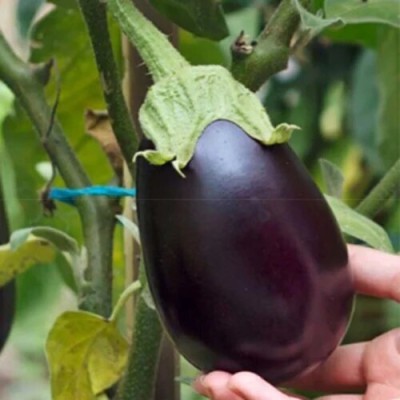 AloGardening F1 Organic Brinjal Banarasi Giant Vegetable Seeds (Pack of 55 Pc) Seed(55 per packet)