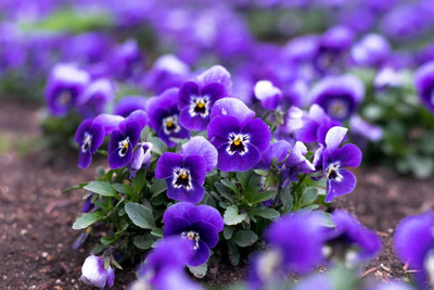 Aywal Pansy Swiss Gaint Seed(60 per packet)
