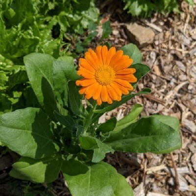 Quentova Organic Calendula Flower (Pot Marigold)-VISHVA-9N Seed(100 per packet)