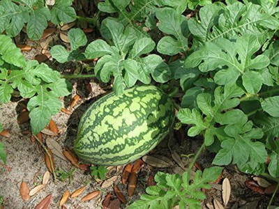 KNESSiN Non GMO Florida Giant Watermelon Fruit Seeds For Gardening-(100 Seeds) Seed(100 per packet)