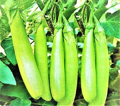 ibains Hybrid brinjal long seed Seed(245 per packet)