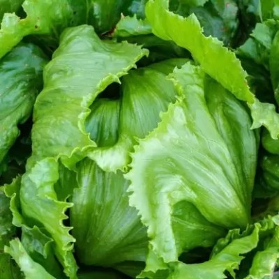 MAA Lettuce, Iceberg Seed(125 per packet)