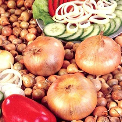 KNESSiN Fast Growing Onion Seed(200 per packet)