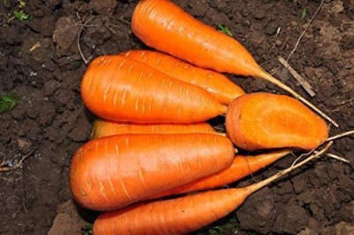 CYBEXIS VXI-19 - Carrot Chantenay Royal Red - (2250 Seeds) Seed(2250 per packet)