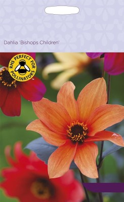 LPR DAHLIA Seed(100 per packet)