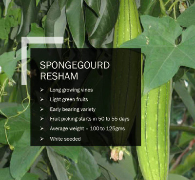 CYBEXIS SPONGEGOURD RESHAM SEEDS(500 Seeds) Seed(500 per packet)