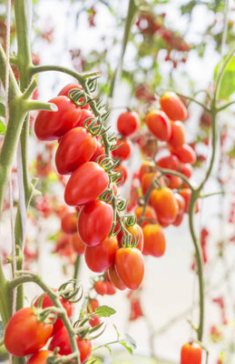 Vinayak Pesticides tomato Seed(130 per packet)