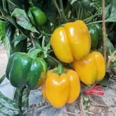 ibains Hybrid capsicum vegetable seeds Seed(116 per packet)