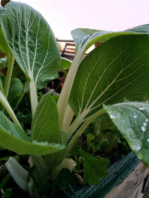 Atlus Cabbage Seeds Pak Choi Tai Sai Seed(80 per packet)