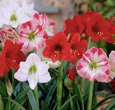Leafy Heaven Amaryllis lily mixed Flower Bulbs for Summer Season Mix Seed(3 per packet)