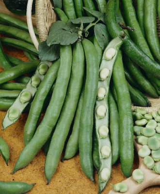 WANCY Supersette Fava Bean Seed(25 per packet)