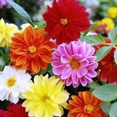 Aywal Dahlia Double Figaro Mix Seed(80 per packet)